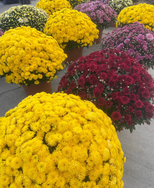 Mums for Fall Color!