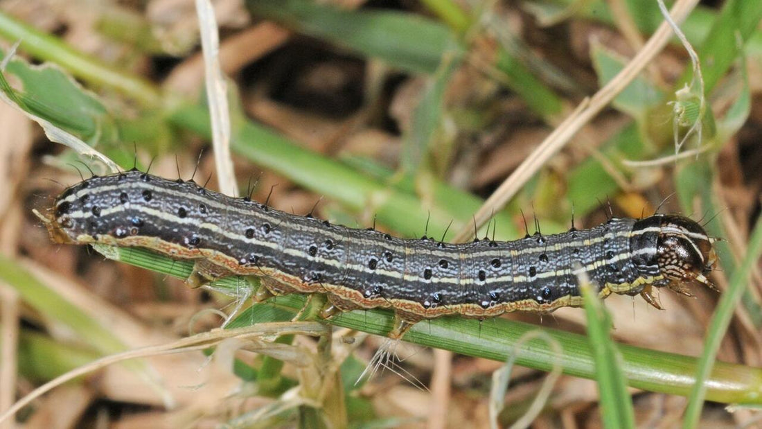 Armyworms – How to Spot and Stop Them