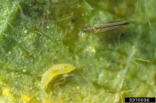 Thrips – How to Get Rid of Them
