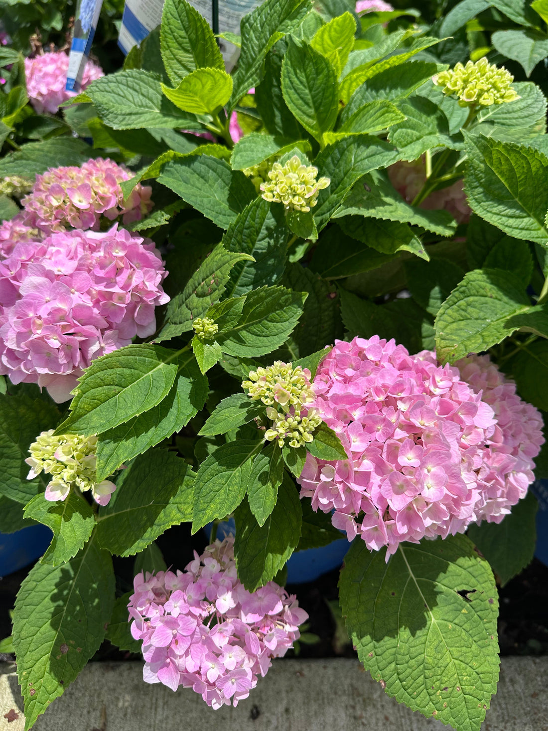 How to Propagate Hydrangeas: A Step-by-Step Guide