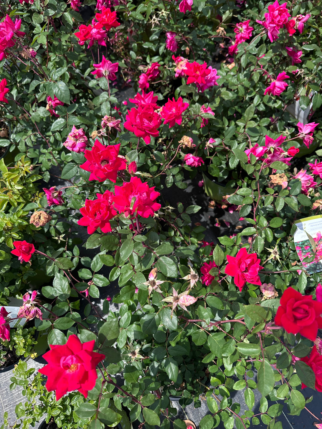 Plant a Memory with Mom on Mother's Day