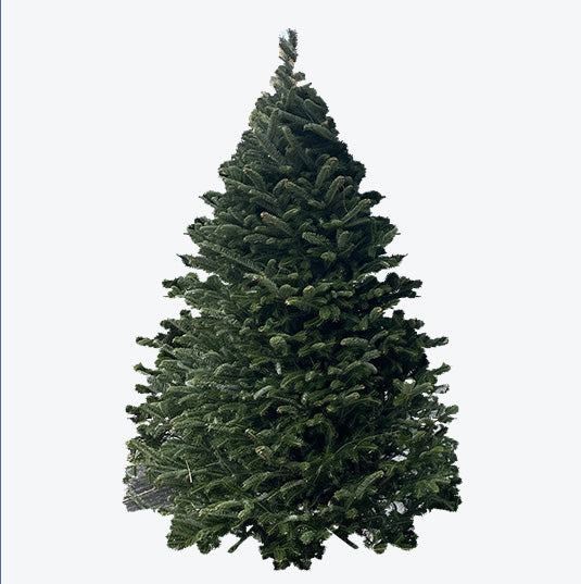 Fresh Cut Christmas Tree Care & Maintenance