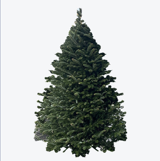 Fresh Cut Christmas Tree Care & Maintenance