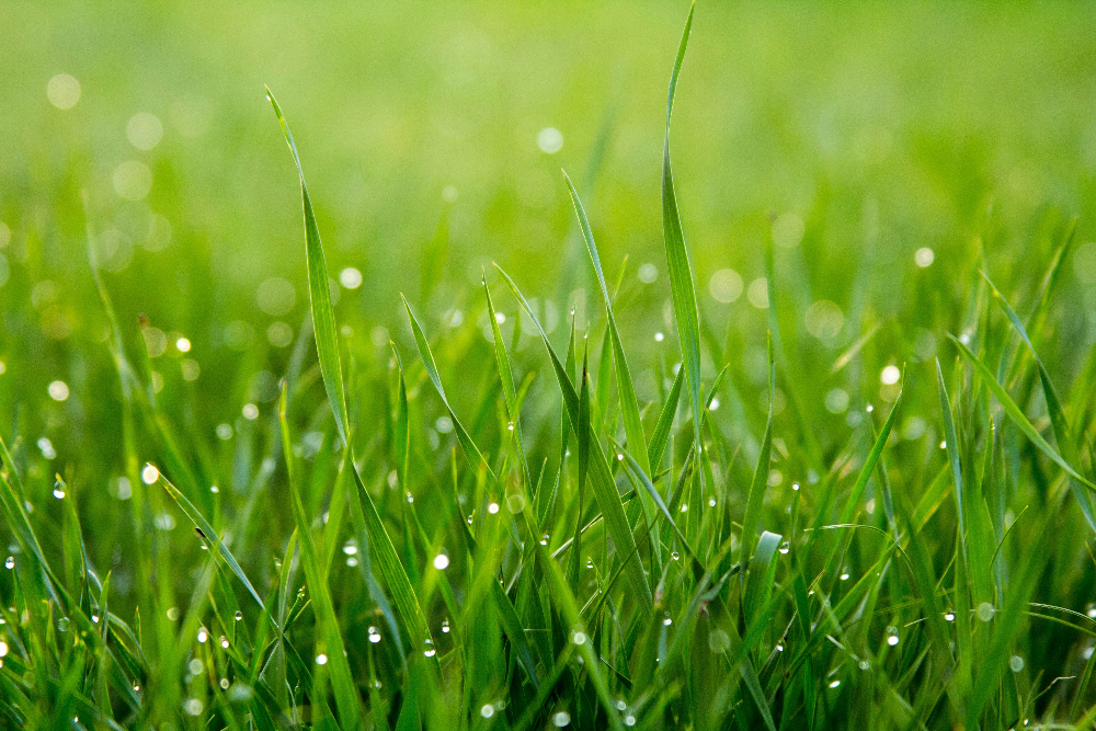 Lawn Fertilizer Guide