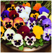 Pansy Planting and Care Guide