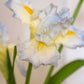 Real Touch Blue Iris Silk Floral 30.5" Pick