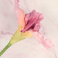 Real Touch Pink Iris Silk Floral 30.5" Pick