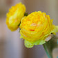Yellow Ranunculus Silk Floral 20" Pick